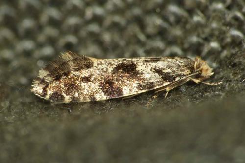 Réf. 131 213 : Nemapogon sp.