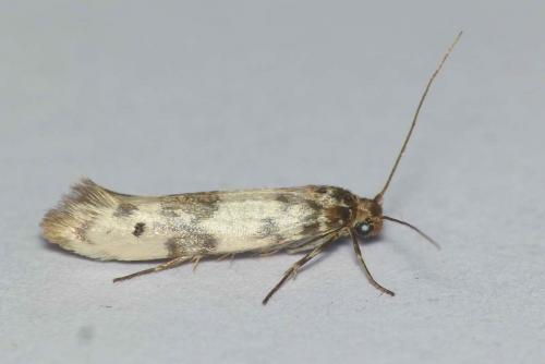 Réf. 131 301 : Enolmis acanthella