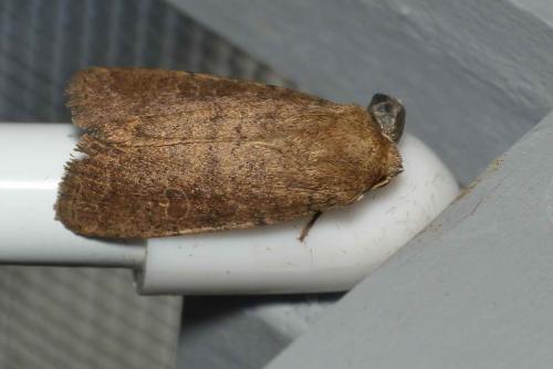 Hoplodrina sp.