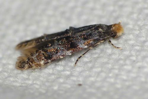 Stenoptinea cyaneimarmorella