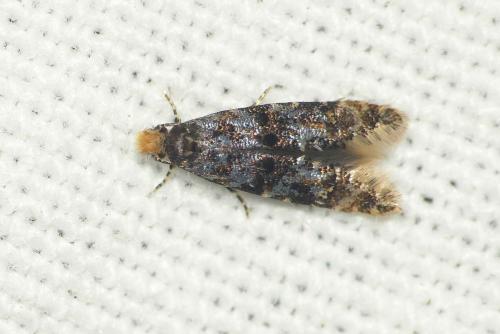 Réf. 131 790 : Stenoptinea cyaneimarmorella