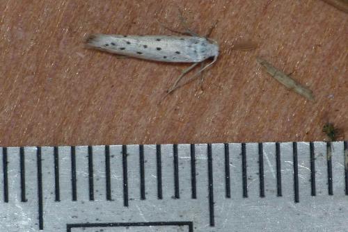 Yponomeuta sp.