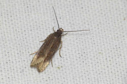 Aroga velocella