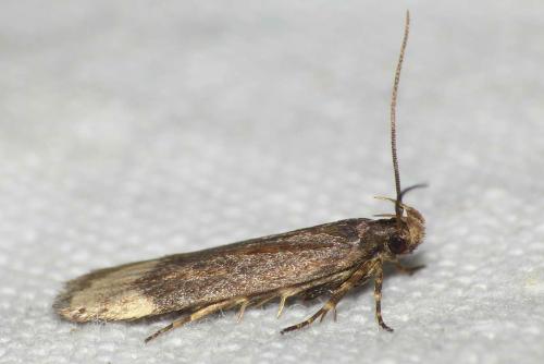 Aroga velocella
