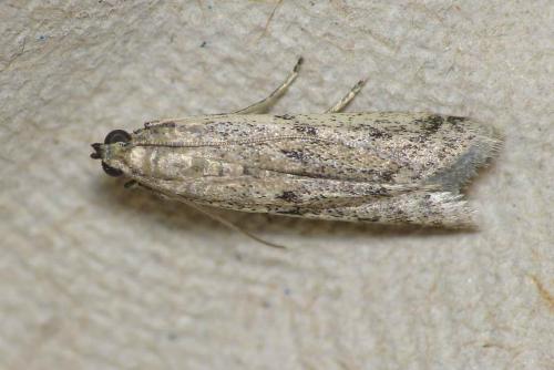 Réf. 131 929 : Phycitodes sp.
