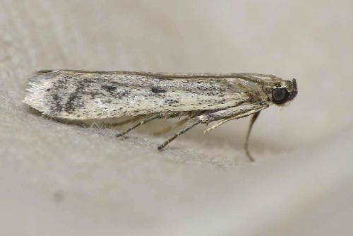 Réf. 131 928 : Phycitodes sp.