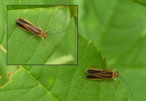 Réf. 131 913 : Chimarra marginata