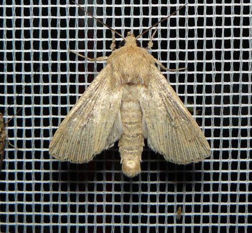 Leucania obsoleta