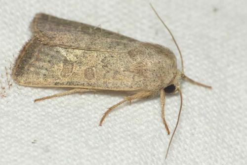 Hoplodrina ambigua