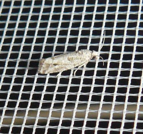 Lobesia helichrysana