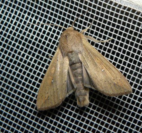 Mythimna unipuncta