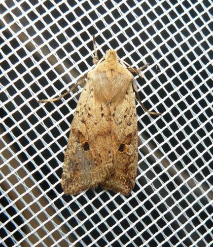Réf. 131 885 : Agrochola blidaensis