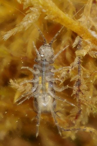 Asellus aquaticus