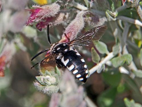 Réf. 131 705 : Thyreus sp.