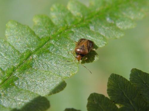 Monalocoris filicis