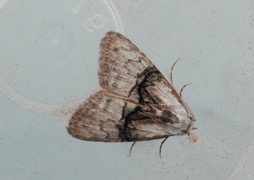 Réf. 131 210 : Meganola togatulalis