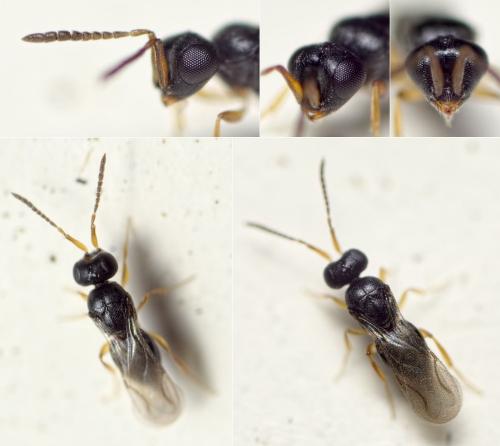 Ceraphron sp.