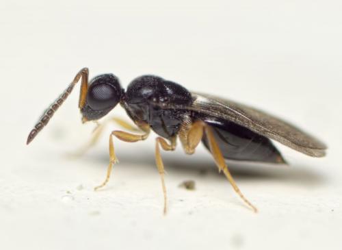 Ceraphron sp.
