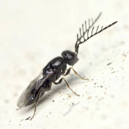 Dendrocerus sp.