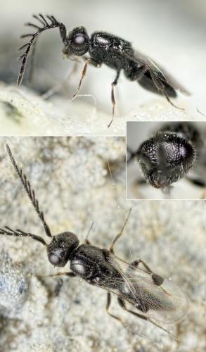 Réf. 131 145 : Dendrocerus sp.