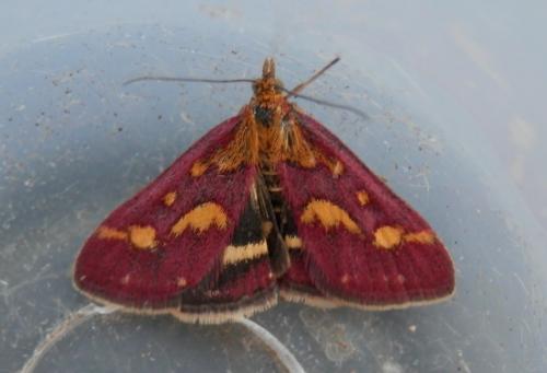 Réf. 131 889 : Pyrausta purpuralis