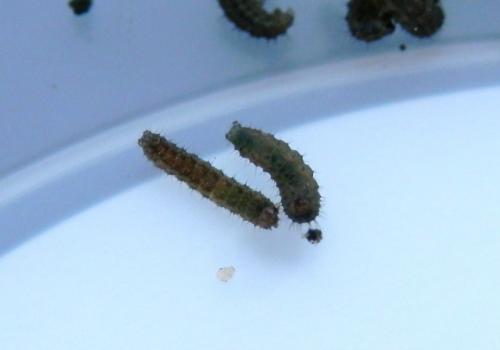Agrotis bigramma