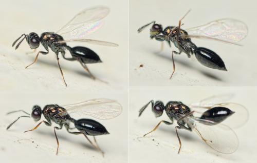 Asaphes sp.