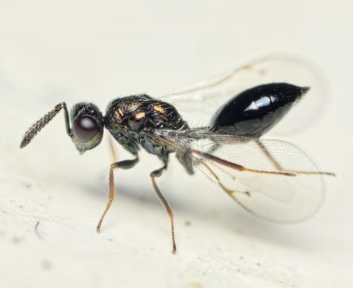 Asaphes sp.