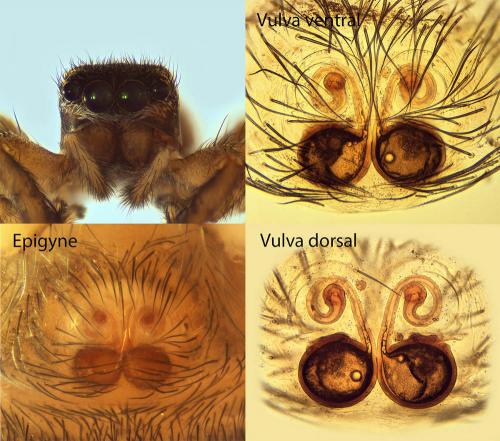 Réf. 131 308 : Euophrys sp.