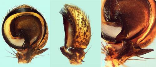 Bassaniodes bliteus