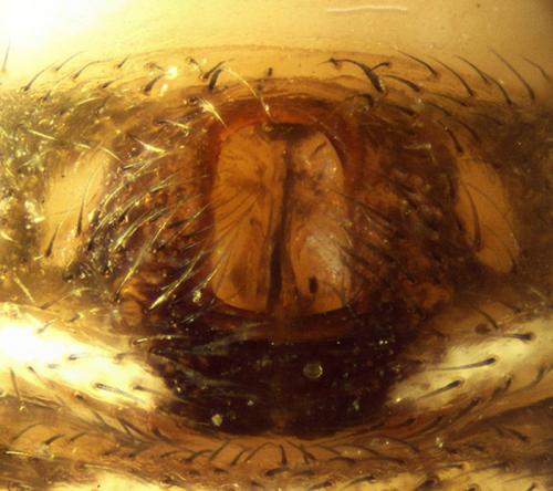 Bassaniodes bliteus