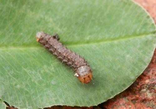 Agrotis bigramma