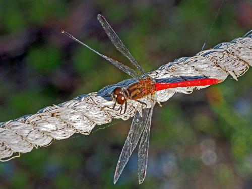 Sympetrum eroticum