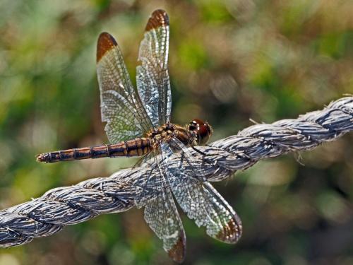 Sympetrum sp.
