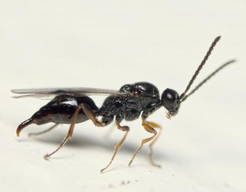 Brachyserphus parvulus