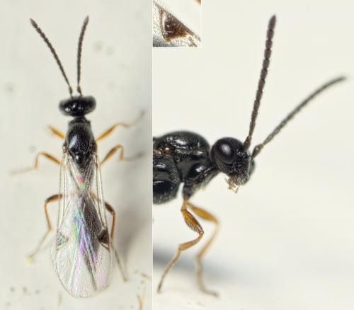 Brachyserphus parvulus
