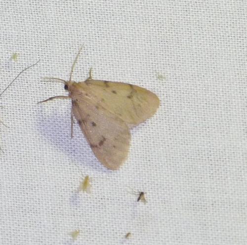 Paidia rica