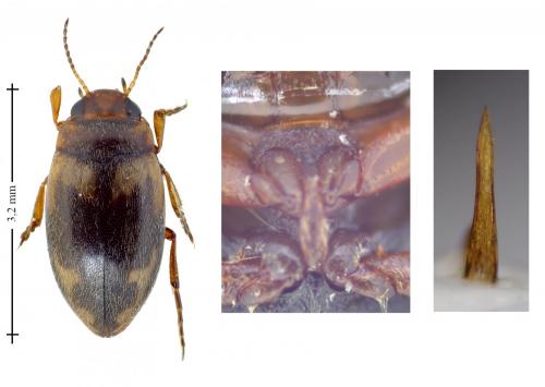 Hydroporus palustris