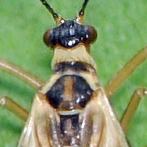 Panorpa alpina