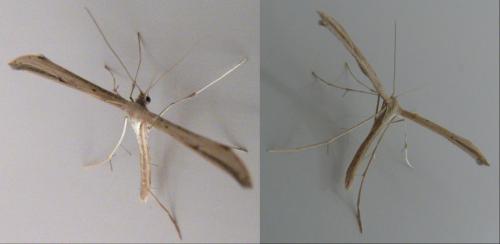 Emmelina monodactyla