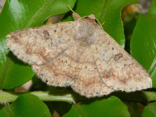 Réf. 131 554 : Ericeia inangulata levuensis