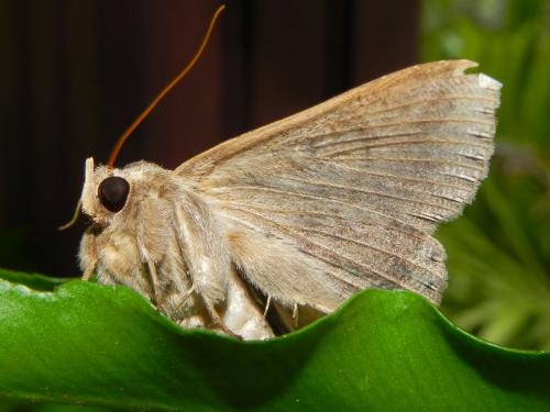 Réf. 131 555 : Ericeia inangulata levuensis