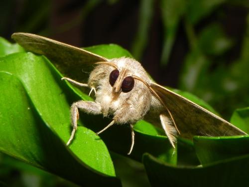 Réf. 131 556 : Ericeia inangulata levuensis