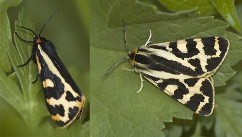 Parasemia plantaginis