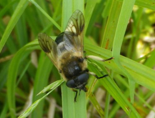 Therioplectes gigas