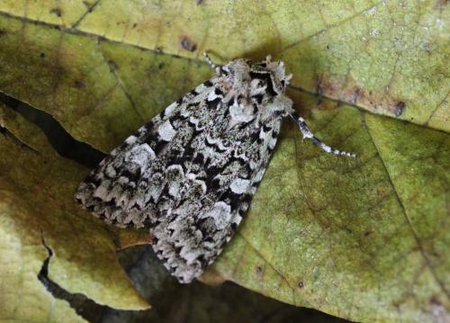 Griposia aprilina
