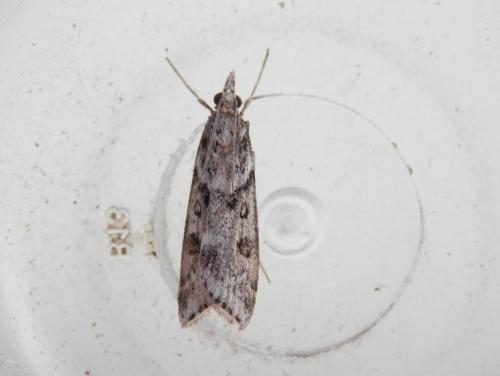 Eudonia angustea