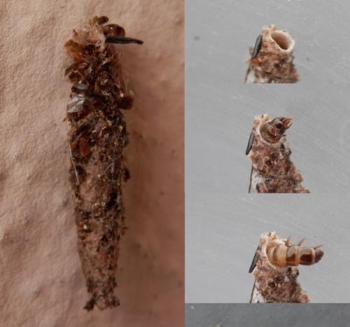 Taleporia tubulosa