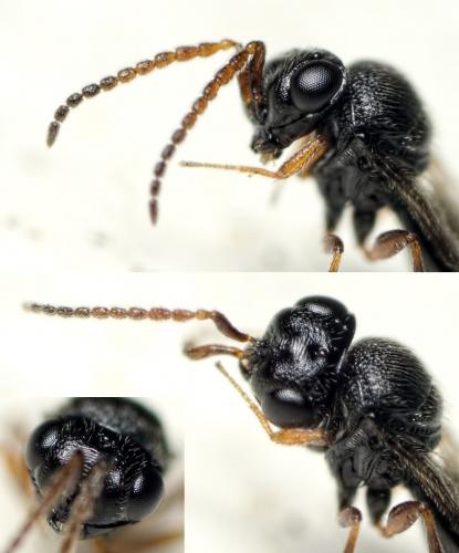 Réf. 131 915 : Trissolcus (flavipes)