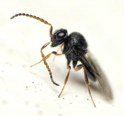 Réf. 131 914 : Trissolcus (flavipes)